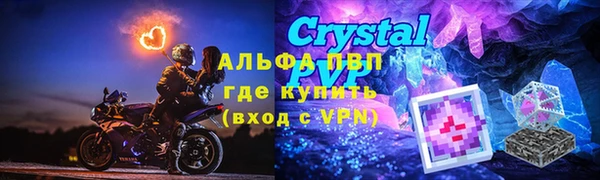 прущие грибы Новозыбков